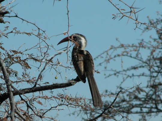 Namibia 2004